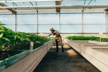 Çiftliğinde ve serasında çalışan kıdemli çiftçi. Kıdem yaşı boyunca tarım, farn endüstrisi ve sağlıklı yaşam tarzı kavramları