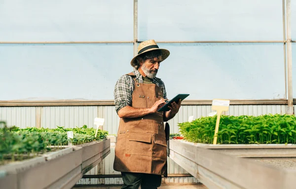 Hombre Mayor Agricultor Que Trabaja Granja Invernadero Concepto Sobre Agricultura —  Fotos de Stock