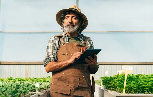 Hombre Mayor Agricultor Que Trabaja Granja Invernadero Concepto Sobre Agricultura — Foto de Stock