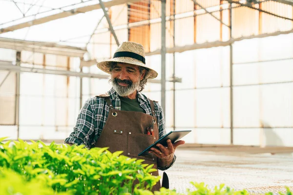 Hombre Mayor Agricultor Que Trabaja Granja Invernadero Concepto Sobre Agricultura —  Fotos de Stock