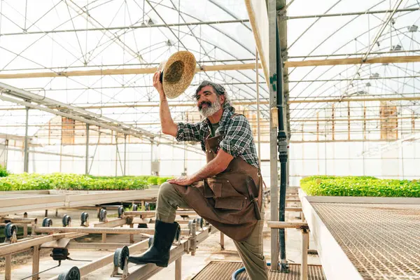 農場や温室で働いている農夫 高齢期の農業 健康的なライフスタイルに関するコンセプト — ストック写真