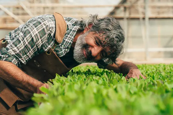 Farmer Senior Man Working His Farm Greenhouse Concept Agriculture Farn — Stock Photo, Image
