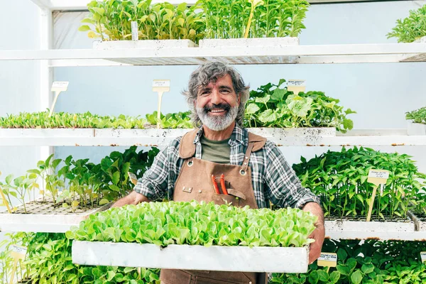 Hombre Mayor Agricultor Que Trabaja Granja Invernadero Concepto Sobre Agricultura —  Fotos de Stock
