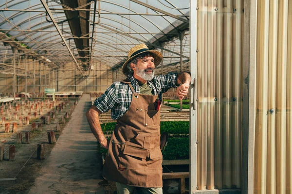 Fermier Senior Travaillant Dans Ferme Serre Concept Sur Agriculture Industrie — Photo