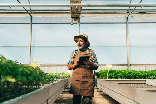農場や温室で働いている農夫 高齢期の農業 健康的なライフスタイルに関するコンセプト — ストック写真