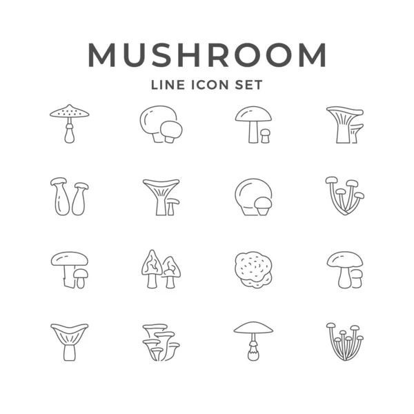 Setzen Sie Symbole Von Pilzen Isoliert Auf Weiß Steinpilze Birken — Stockvektor