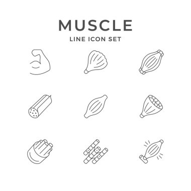 Set line icons of muscle isolated on white. Human tissue, anatomy, biceps. Vector illustration