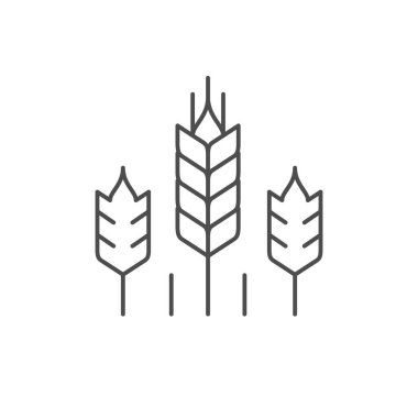 Buğday çizgisi simgesi beyaza izole edilmiş. Vektör illüstrasyonu