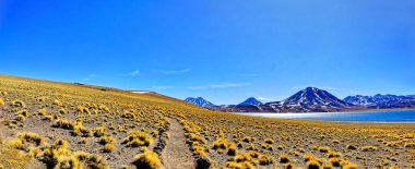 Atacama Çölü 'ndeki Miscanti Altiplanik Lagünü - San Pedro de Atacama.