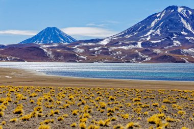 Atacama Çölü 'ndeki Miscanti Altiplanik Lagünü - San Pedro de Atacama.