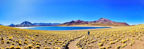 Die Lagune Von Miscanti Der Atacama Wüste San Pedro Atacama Stockbild