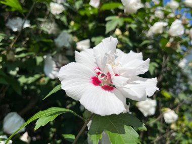 Beyaz Hibiscus. Bahçede yüksek kaliteli fotoğraf