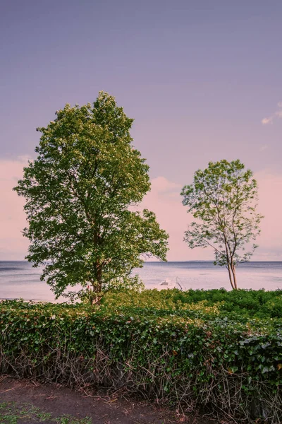 Árvores Longo Costa Mar Dia Quente Primavera Dinamarca — Fotografia de Stock