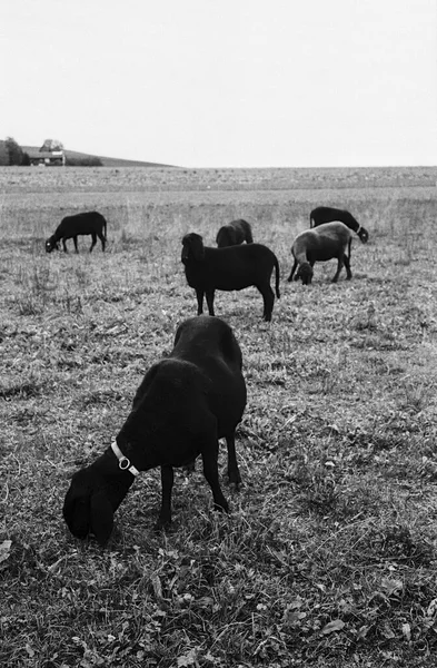 A flock of black sheeps grazing in a fild in Switzerland