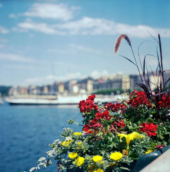 Red geranium pots on the marina of Geneva in summer, shot with analogue color film technique