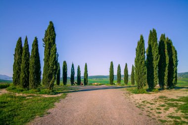 Baharda Orcia Vadisi 'ndeki yeşil Toskana tepelerinde selvi ağaçları