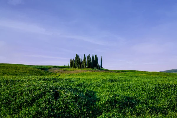 Árvores Ciprestes Nas Colinas Toscanas Verdes Vale Orcia Primavera — Fotografia de Stock