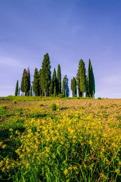 Кипарисы Зеленых Холмах Тосканы Долине Орсии Весной — стоковое фото