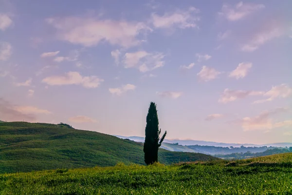 Baharda Orcia Vadisi Ndeki Yeşil Toskana Tepelerinde Selvi Ağaçları — Stok fotoğraf