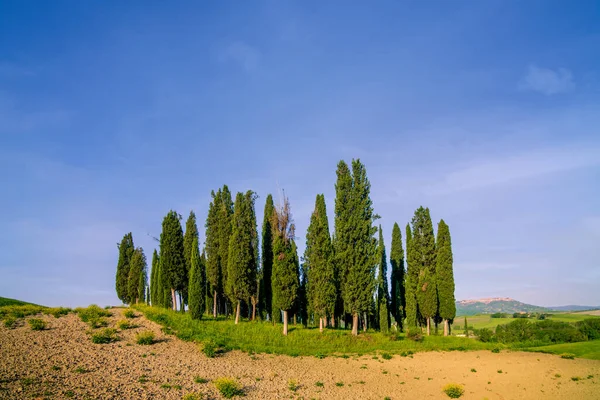 Árvores Ciprestes Nas Colinas Toscanas Verdes Vale Orcia Primavera — Fotografia de Stock