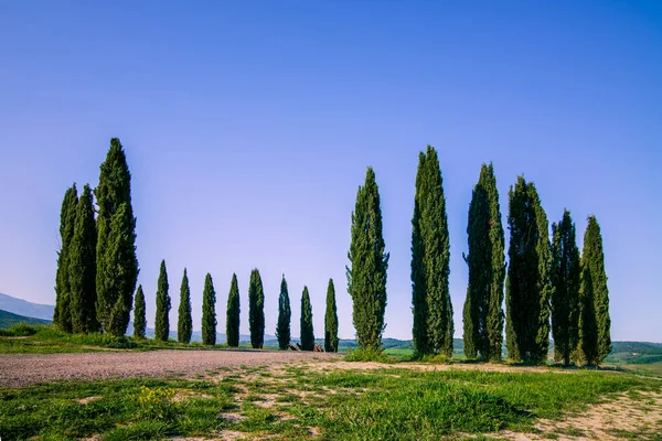 Cypress Trees Green Tuscan Hills Orcia Valley Spring — Stock Photo, Image
