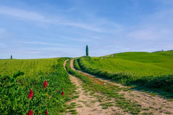 Zypressen Auf Den Grünen Toskanischen Hügeln Orcia Tal Frühling — Stockfoto