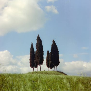 San Quirico d 'Orcia yakınlarındaki Orcia Vadisi' nin tepesinde, analog film tekniğiyle çekilen dört selvi ve bir haç.