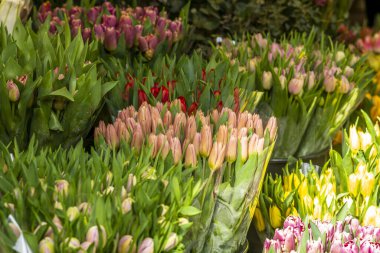 Amsterdam Çiçek Pazarı 'ndaki (