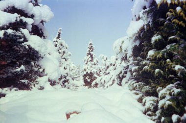 İsviçre Alpleri 'ndeki ağaçlar yoğun bir kar yağışı altında analog renkli film tekniğiyle çekiliyor.