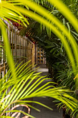 Bangkok 'ta yemyeşil bir bahçede ahşap bir koridor.