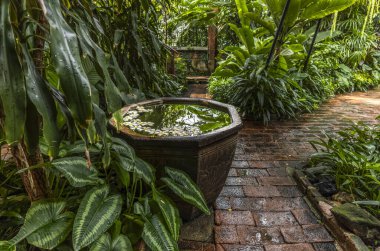 Yağmurdan sonra Bangkok 'ta yemyeşil bir bahçe