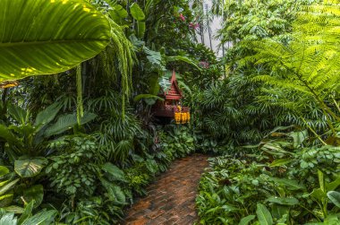 Yağmurdan sonra Bangkok 'ta yemyeşil bir bahçe