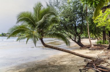 Tayland 'da Koh Chang sahilinde hindistan cevizi palmiyesi.