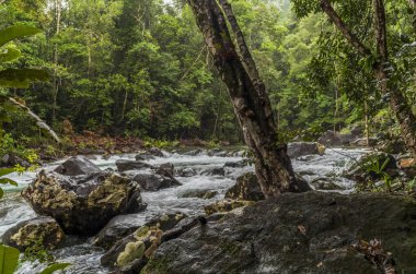 Yağmur mevsiminde Koh Chang Ulusal Parkı 'nda Khlong Phlu' nun patikası ve şelalesi