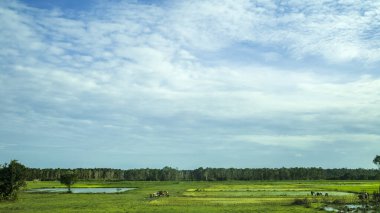 Kamboçya 'daki bir çeltik tarlasında pirinç fidanı nakleden bir grup köylü.