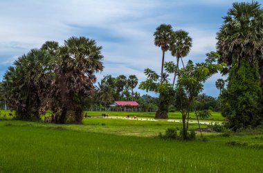 Kamboçya 'da bir çeltik tarlasında pirinç fidanı nakleden çiftçiler.