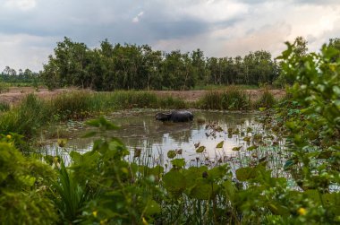 Vietnam 'da nilüfer ve çiçeklerle dolu bir göletin yanında bir bufalo.