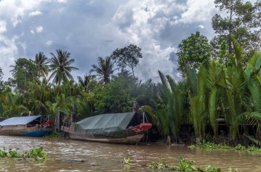 Vietnam 'da Ben Tre' deki dar su kanallarında küçük kürek tekneleri ve örnekler.