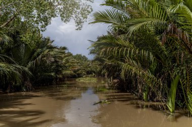 Vietnam 'da Ben Tre' deki dar su kanallarında küçük kürek tekneleri ve örnekler.