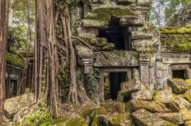Kamboçya ormanlarındaki Ta Prohm tapınağında kök, ipek pamuk ve çalı çırpı ağaçları ve harabeler.