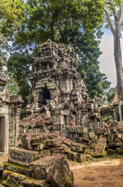 Kamboçya ormanlarındaki Ta Prohm tapınağında kök, ipek pamuk ve çalı çırpı ağaçları ve harabeler.