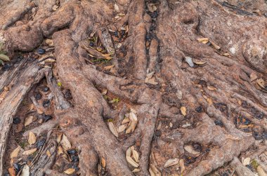 Kamboçya ormanlarındaki Ta Prohm tapınağında kök, ipek pamuk ve çalı çırpı ağaçları ve harabeler.
