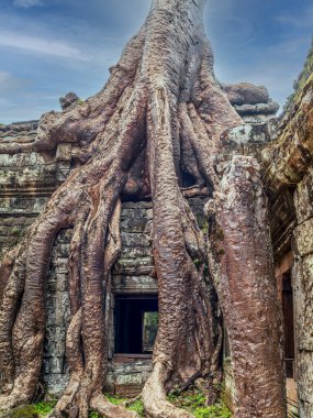 Kamboçya ormanlarındaki Ta Prohm tapınağında kök, ipek pamuk ve çalı çırpı ağaçları ve harabeler.