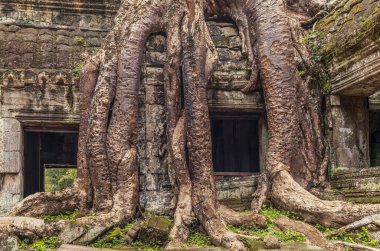 Kamboçya ormanlarındaki Ta Prohm tapınağında kök, ipek pamuk ve çalı çırpı ağaçları ve harabeler.