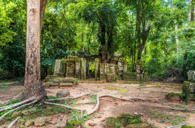Kamboçya ormanlarındaki Ta Prohm tapınağında kök, ipek pamuk ve çalı çırpı ağaçları ve harabeler.