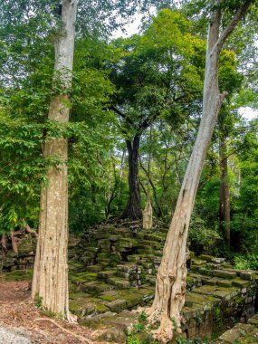 Kamboçya ormanlarındaki Ta Prohm tapınağında kök, ipek pamuk ve çalı çırpı ağaçları ve harabeler.