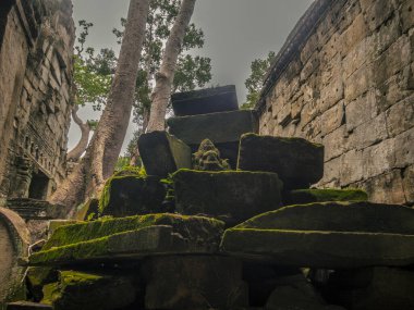 Kamboçya ormanlarındaki Ta Prohm tapınağında kök, ipek pamuk ve çalı çırpı ağaçları ve harabeler.