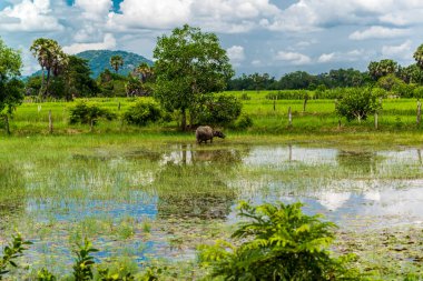 Kampot 'un kırsalında bir su bufalosu otluyor.