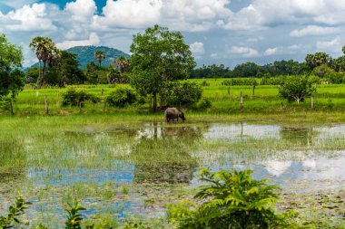 Kampot 'un kırsalında bir su bufalosu otluyor.