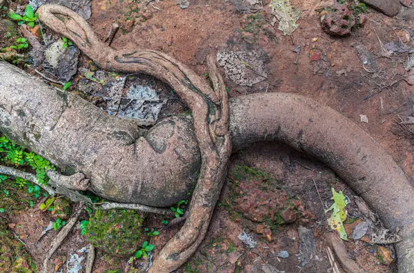 Kamboçya ormanlarındaki Ta Prohm tapınağında kök, ipek pamuk ve çalı çırpı ağaçları ve harabeler.